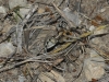 Lycosa hispanica