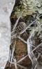 Lycosa sp.