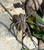 Lycosa sp.
