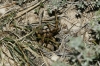 Lycosa tarantula