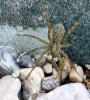 Lycosidae