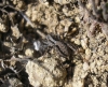 Pardosa sp.
