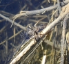 Pardosa sp.