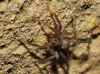 Trabea paradoxa