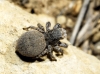 Aelurillus sp.