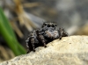 Aelurillus sp.