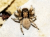 Aelurillus sp.