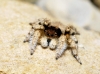Aelurillus sp.