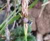 Heliophanus cf. melinus