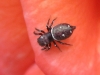 Heliophanus sp.
