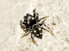 Heliophanus sp.