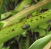 Heliophanus sp.
