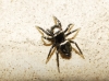 Heliophanus sp.