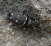 Heliophanus sp.