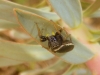 Heliophanus sp.