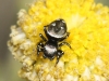 Heliophanus sp.