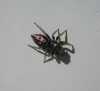 Heliophanus sp.
