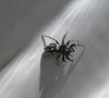 Heliophanus sp.