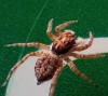 Menemerus semilimbatus