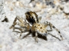 Menemerus semilimbatus