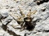 Menemerus semilimbatus