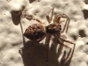 Menemerus semilimbatus