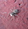 Menemerus semilimbatus