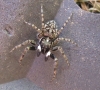 Menemerus semilimbatus