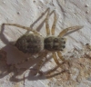 Menemerus semilimbatus