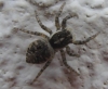 Menemerus semilimbatus