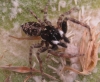 Menemerus semilimbatus