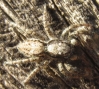 Menemerus sp.