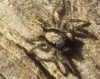 Menemerus sp.