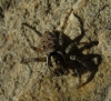 Menemerus semilimbatus