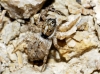 Menemerus semilimbatus