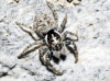 Menemerus semilimbatus