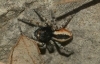 Philaeus chrysops Philaeus chrysops