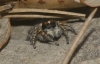 Philaeus chrysops Philaeus chrysops