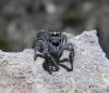 Philaeus chrysops Philaeus chrysops