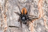 Philaeus chrysops Philaeus chrysops