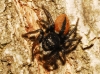 Philaeus chrysops Philaeus chrysops