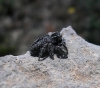 Philaeus chrysops ? 2/2 Philaeus chrysops ? 2/2