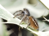 Philaeus chrysops Philaeus chrysops