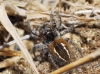 Philaeus chrysops Philaeus chrysops
