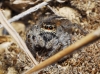 Philaeus chrysops Philaeus chrysops