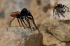 Philaeus cf. chrysops Philaeus cf. chrysops