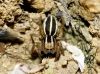 Phlegra bresnieri