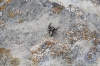 Pseudeuophrys sp.