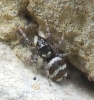 Salticus sp.