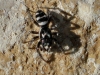Salticus sp.